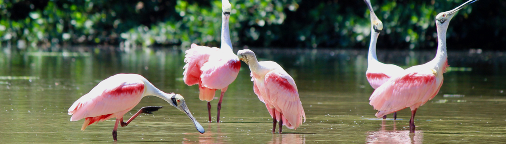 Photo of 4 spoonbills in shallow water