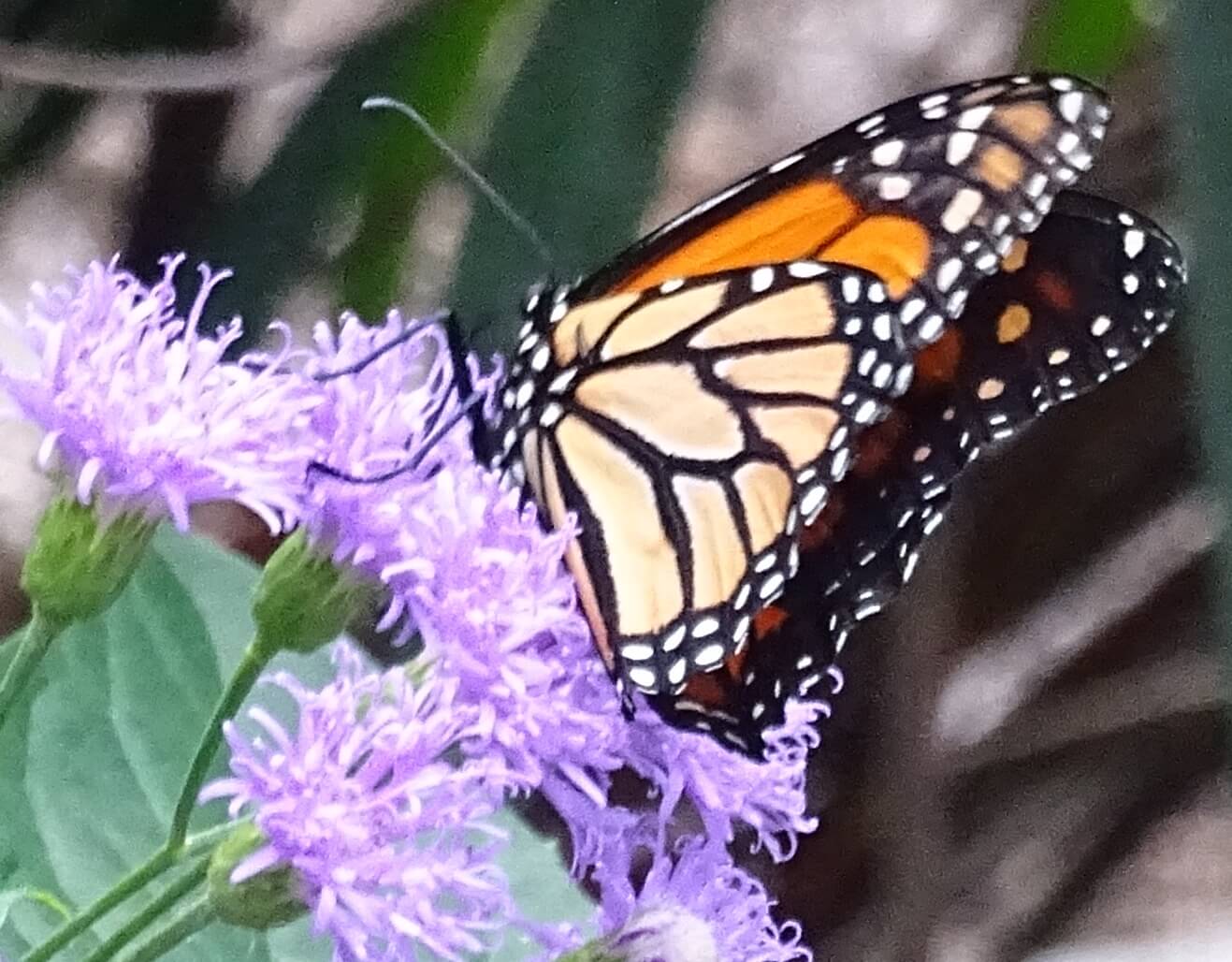 closeup photo of a monarch butterfly on a small tree limb