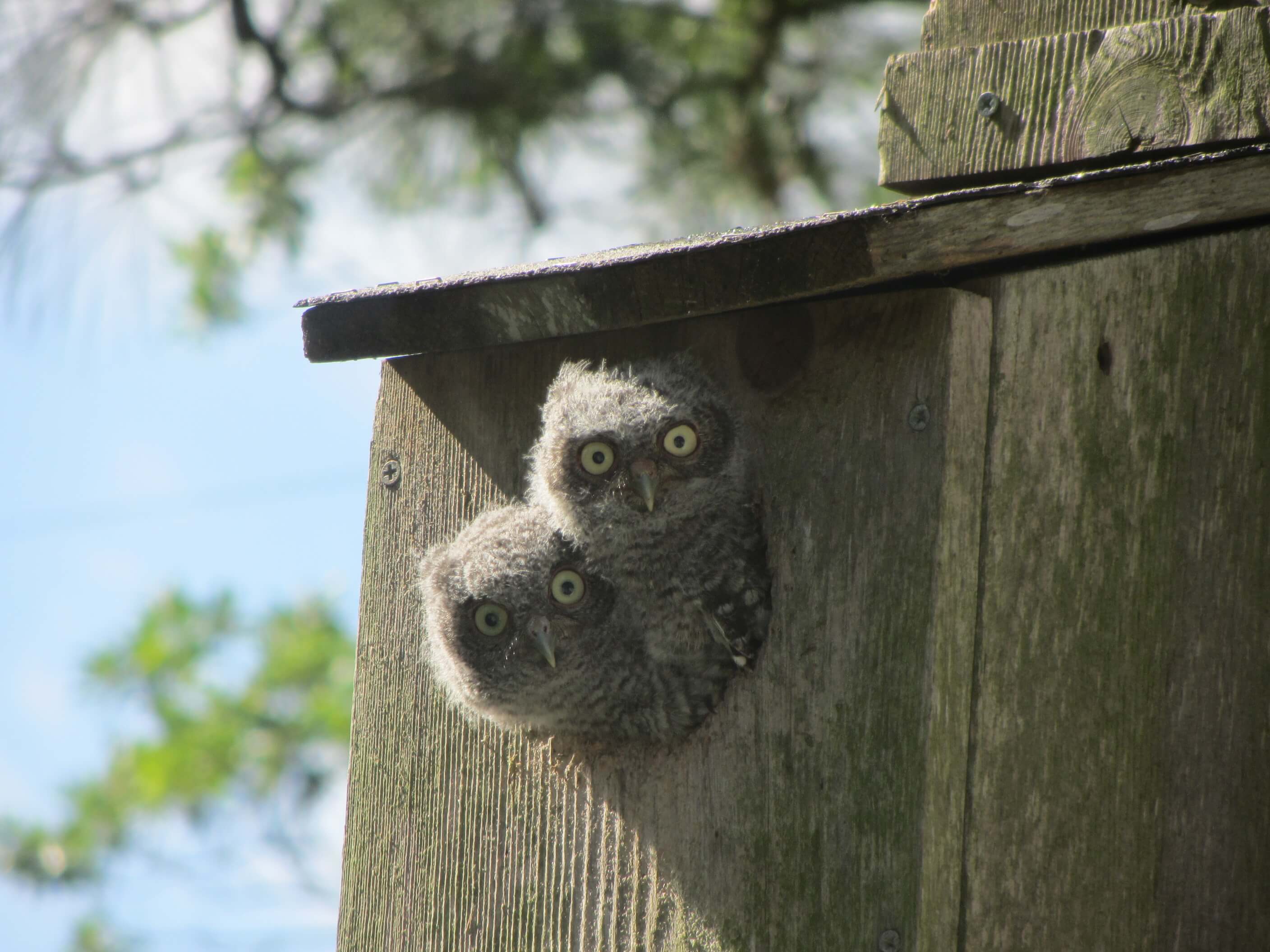 photo of two baby owls poking their heads out of a bird house
