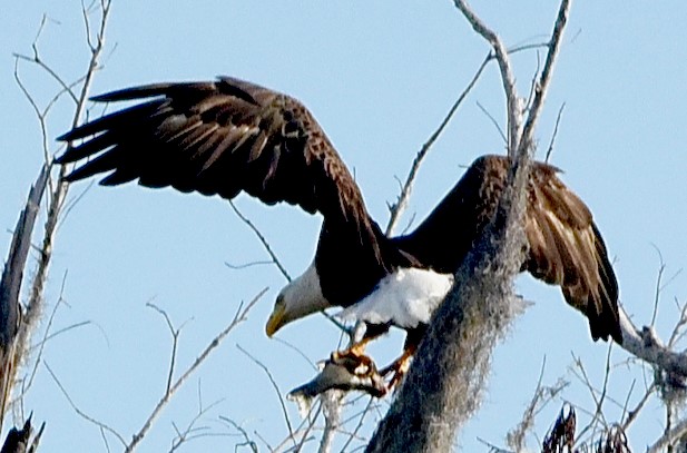 photo of a bald eagle in a tree wings spread wide