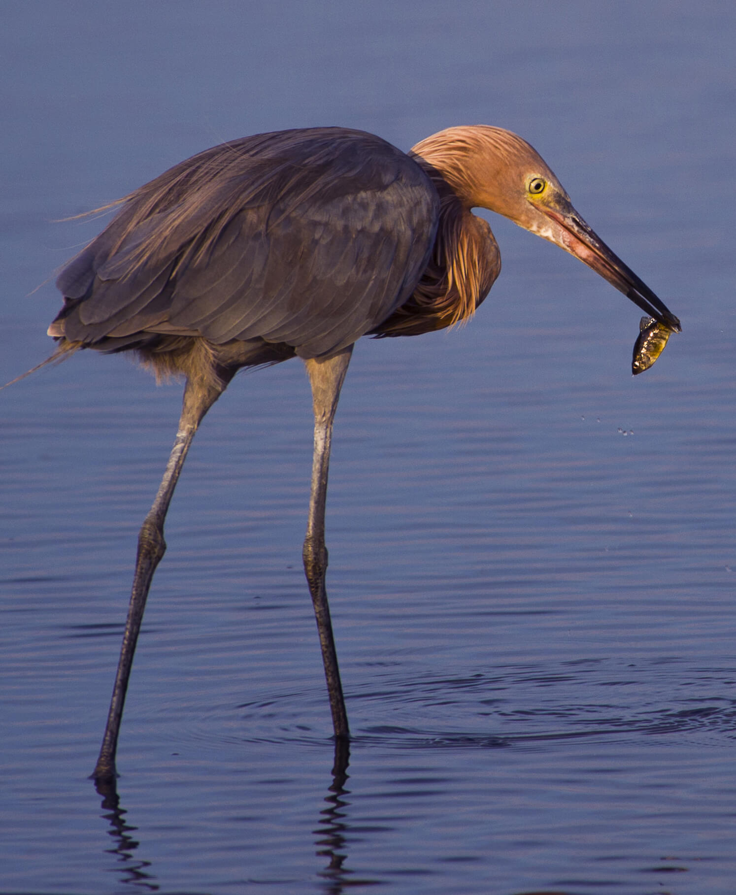 reddish egret with a fish in his beak