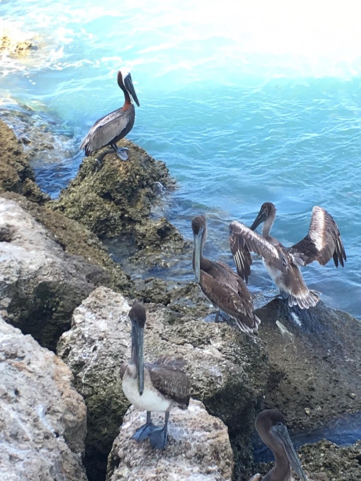 photo of pelicans on a rocky shore