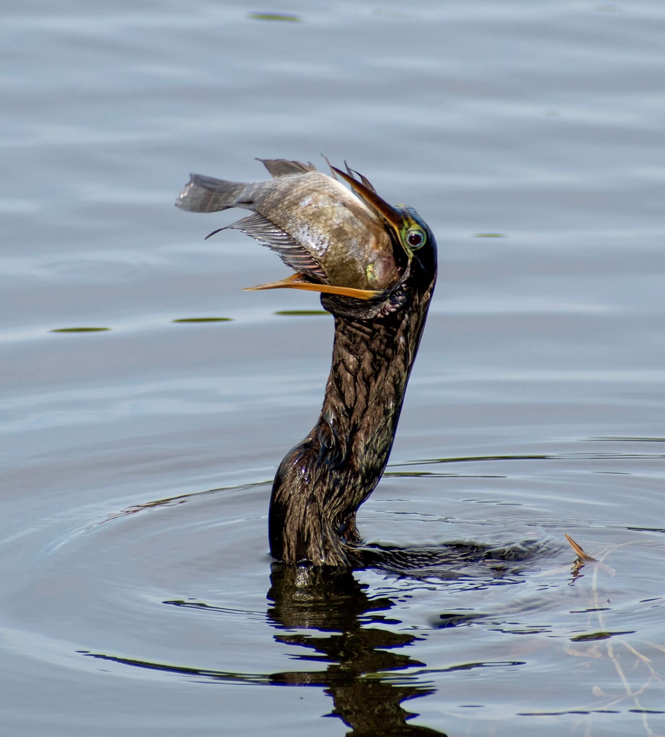 photo of an anhinga with his head poking out of the water and a fish in his mouth