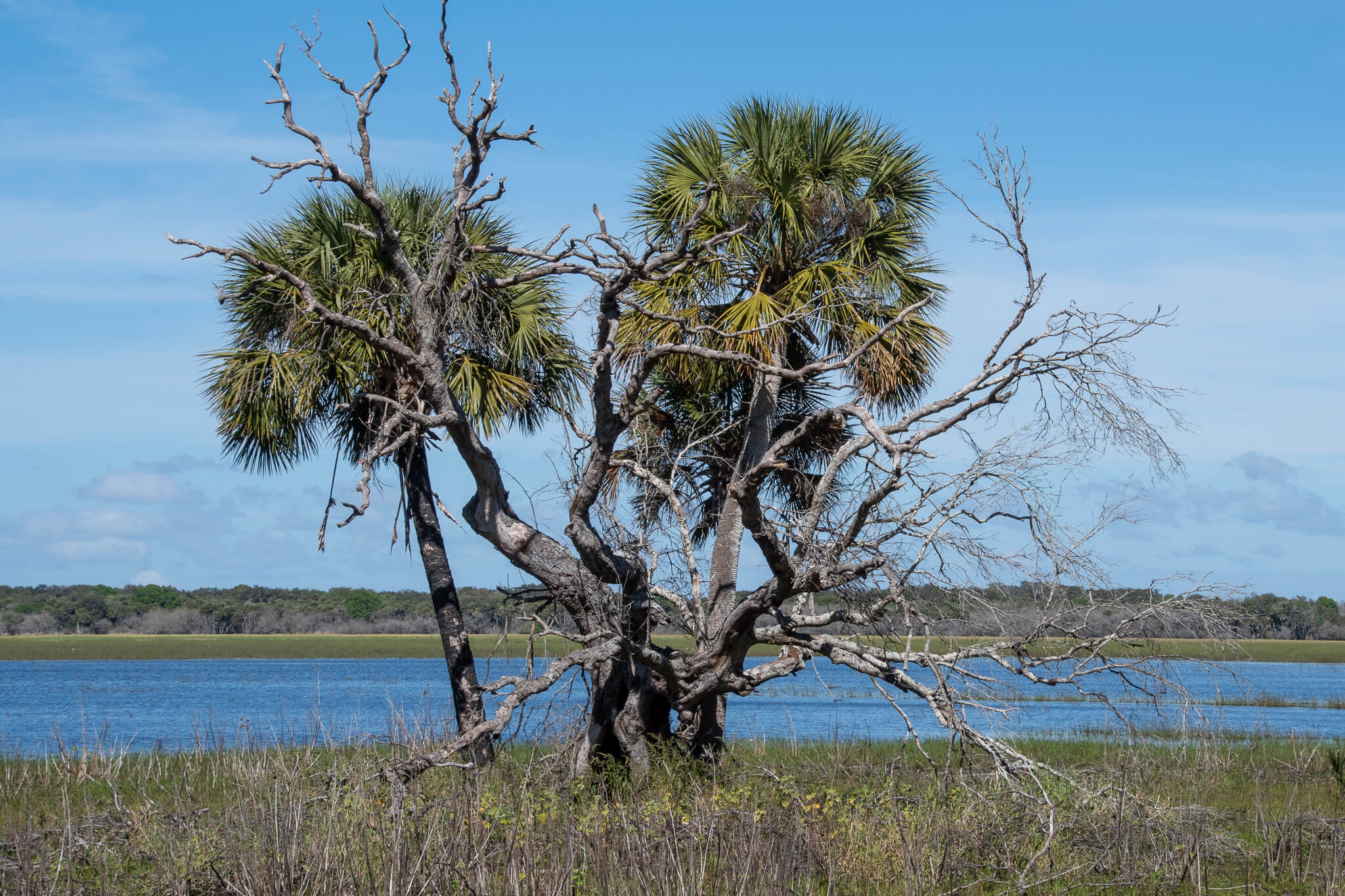 photo of 3 large palm trees in a wetland