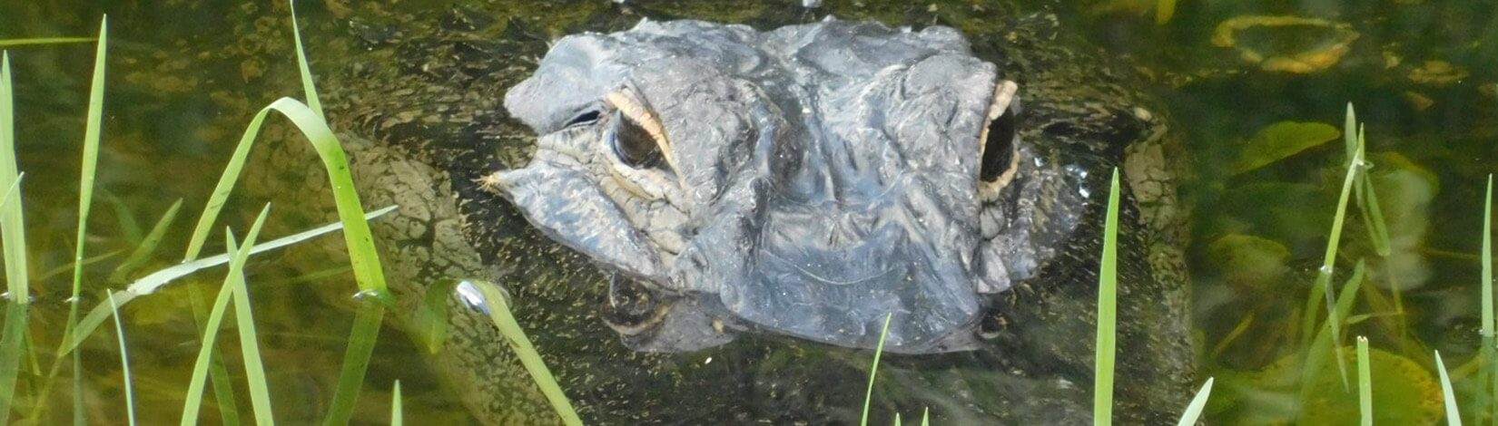 photo of an alligator with only his eyes above the water