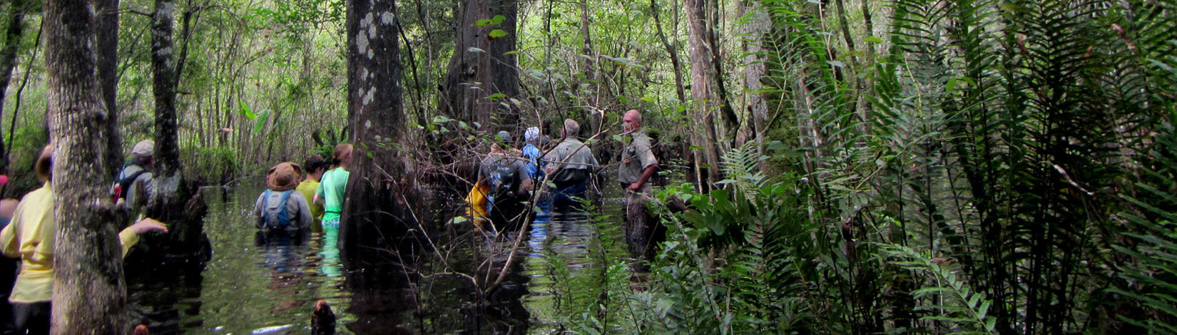 photo of students walking in a wetland